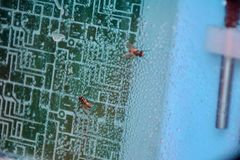202607_SGMK_Homemade_0096.jpg